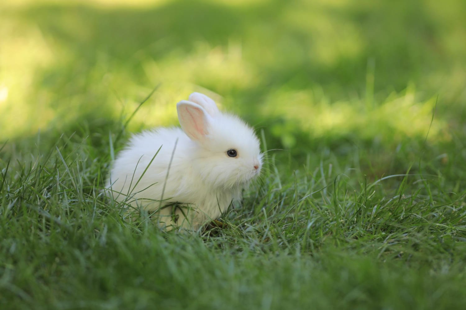 White Bunny