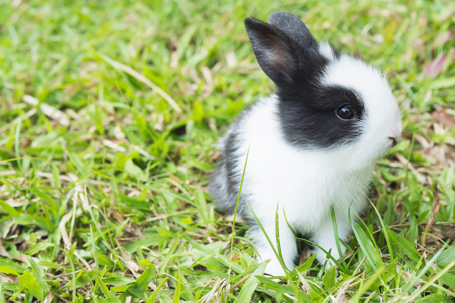 Black & White Bunny