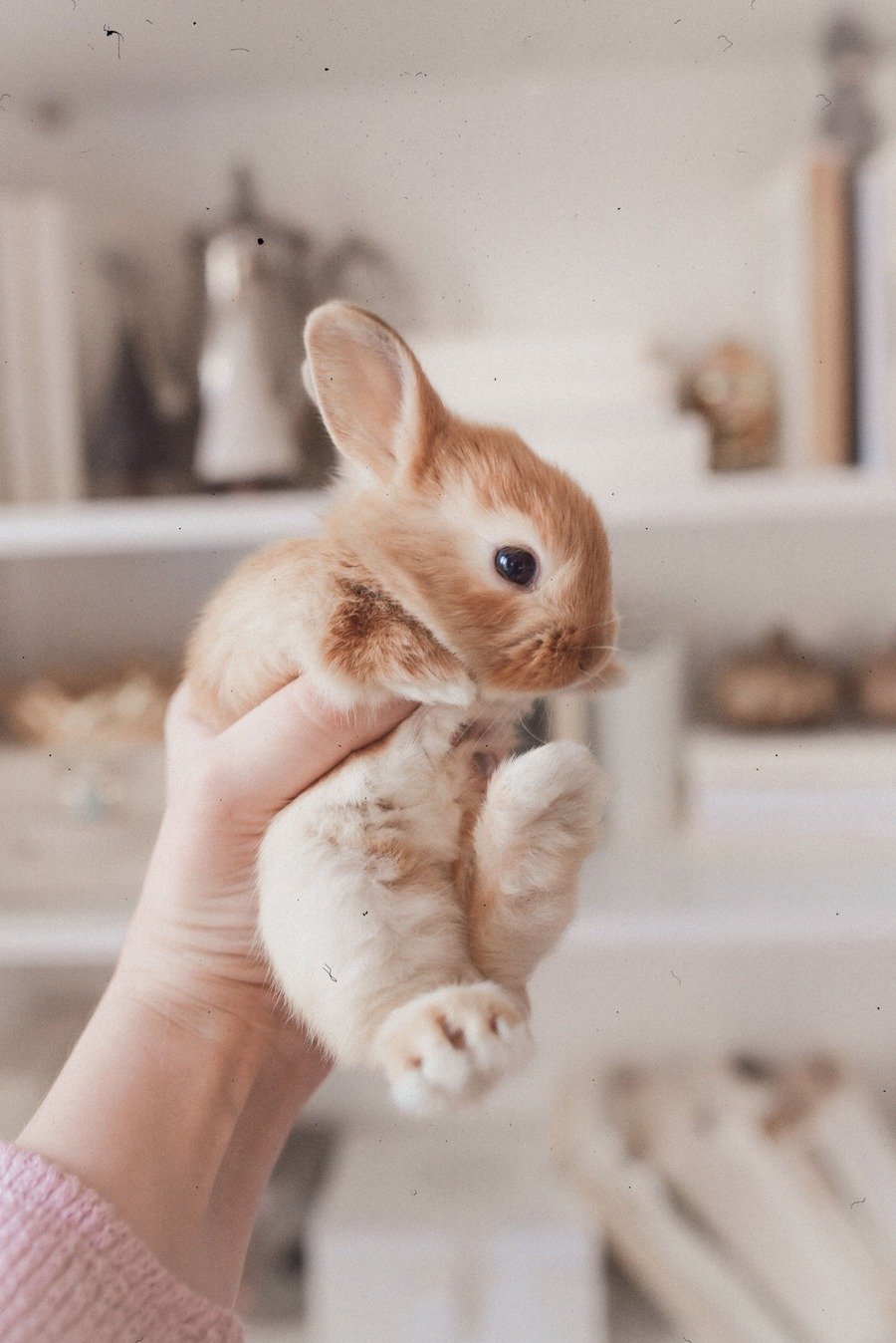 holding bunny