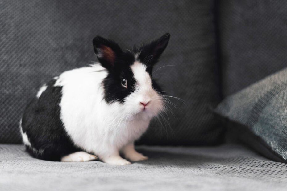 9 Bunny Spiritual Meanings: Is Seeing A Bunny Good Luck?