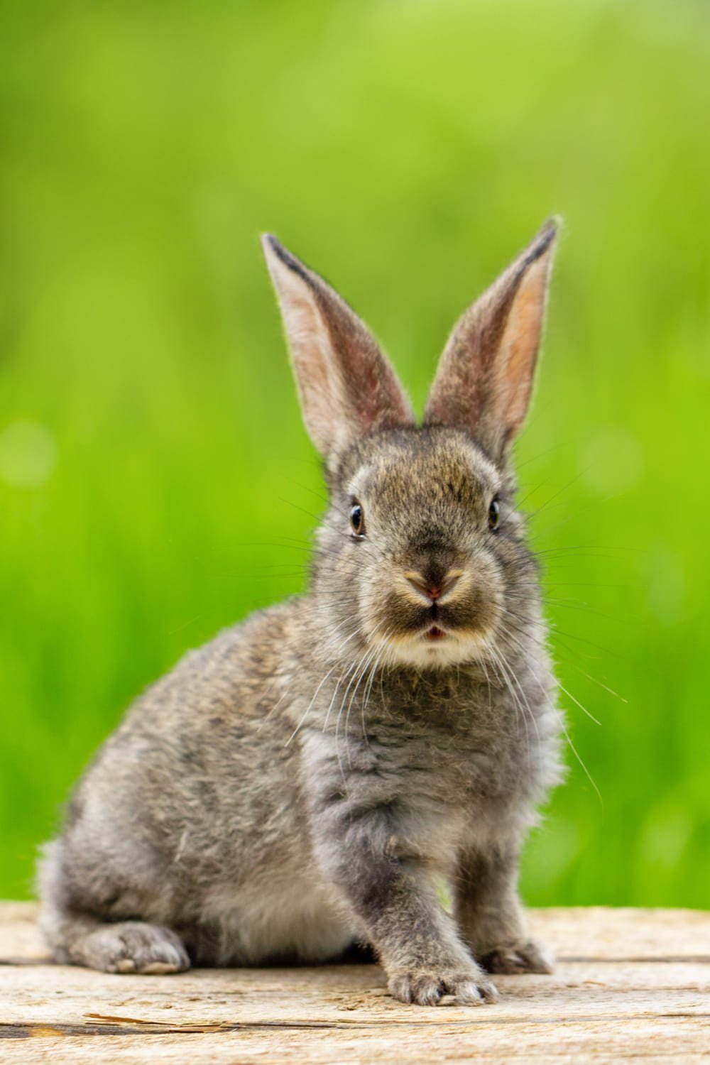 9 Spiritual Meanings Of Seeing A Bunny