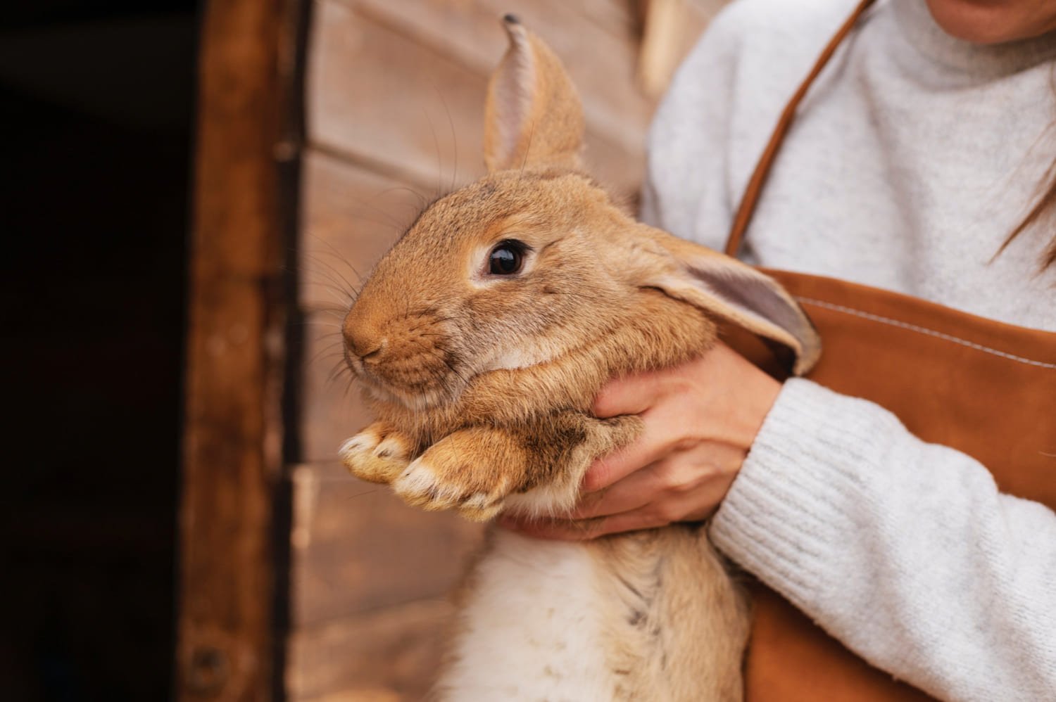 Brown Bunny