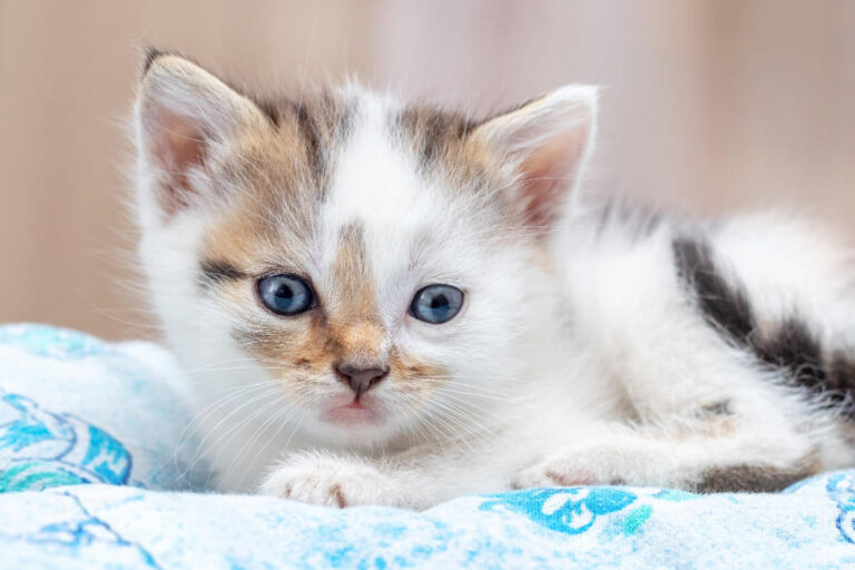 9 Spiritual Meanings of Kittens in Dreams It’s Good?