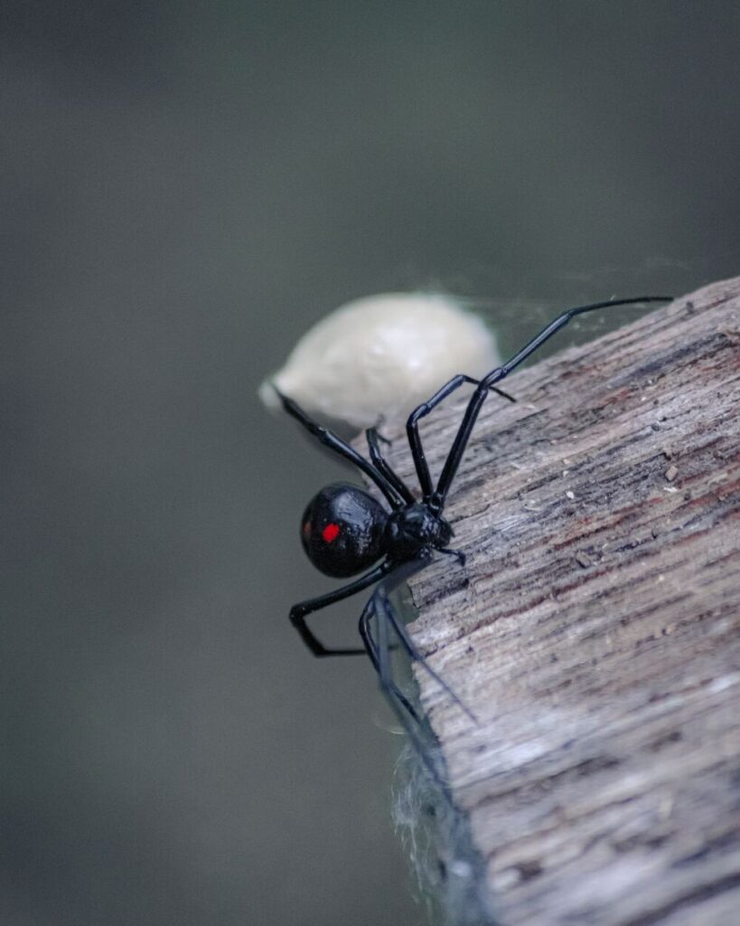 9 Black Spider Spiritual Meanings (Seeing In The House)