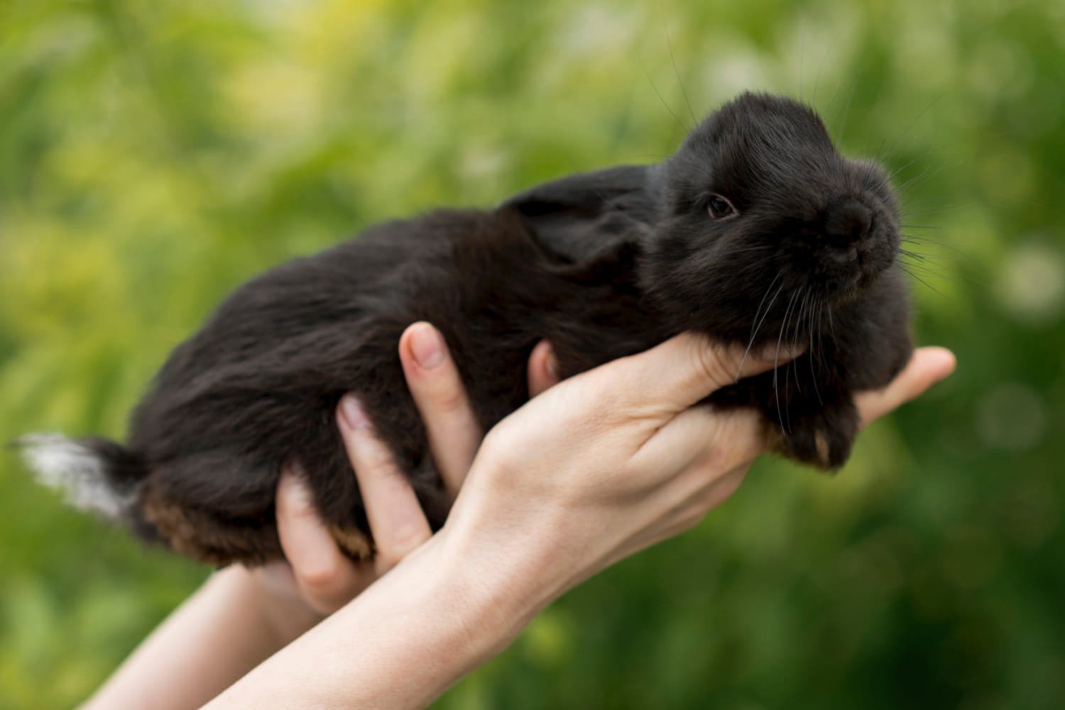 Black Bunny