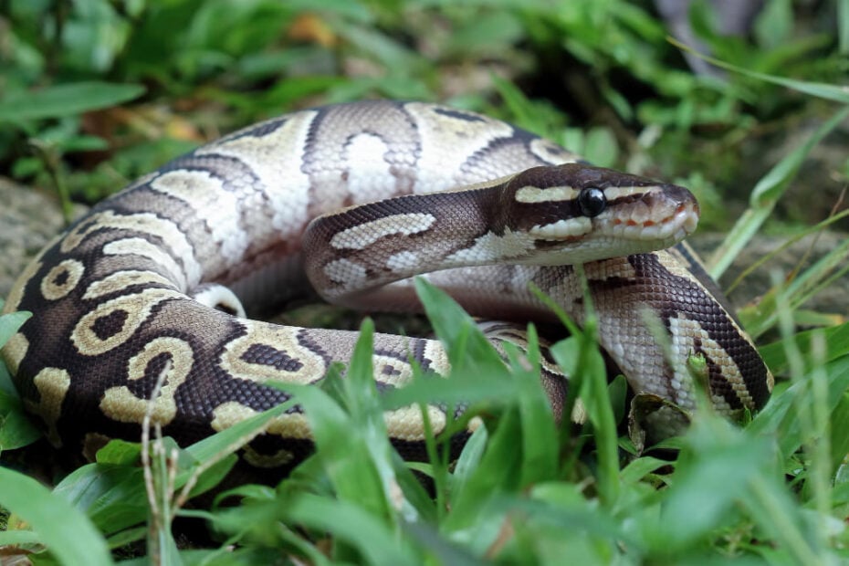 9 Python Spiritual Meaning and Symbolism: Dreams & Real Life