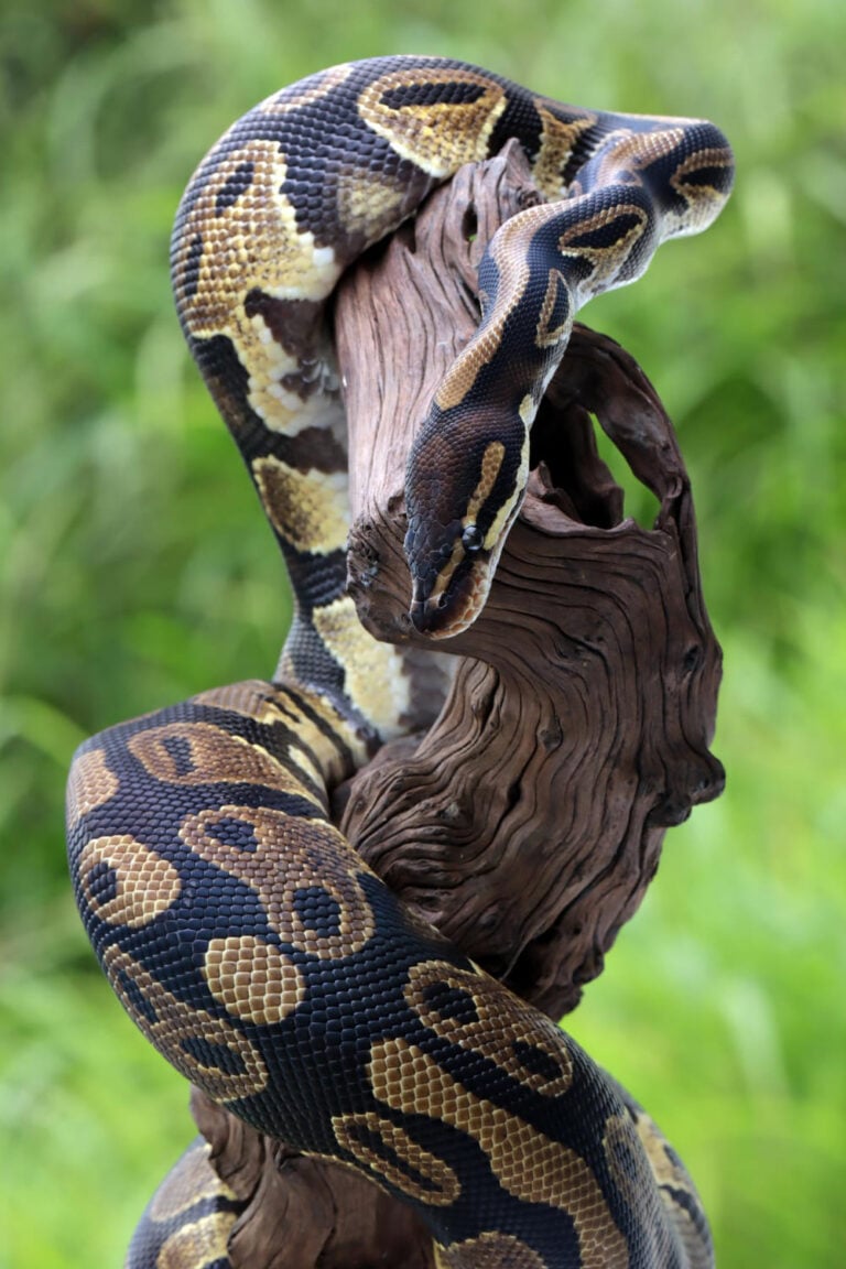 9 Python Spiritual Meaning and Symbolism: Dreams & Real Life