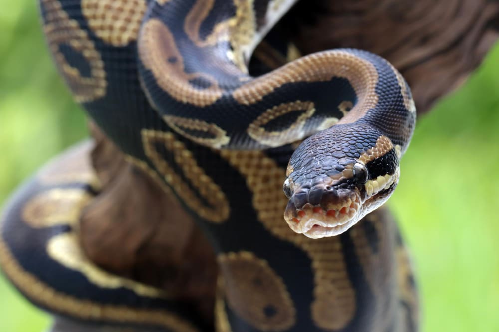 9 Python Spiritual Meaning and Symbolism: Dreams & Real Life