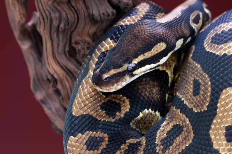 9 Python Spiritual Meaning and Symbolism: Dreams & Real Life