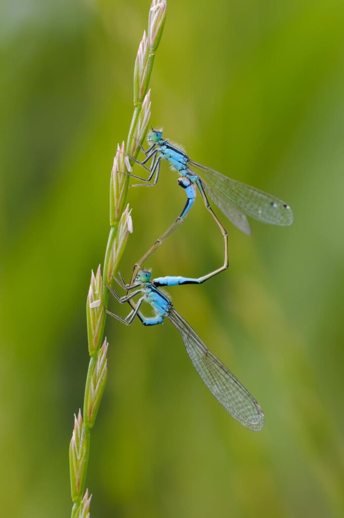 Two Dragonflies Flying Together Spiritual Meaning (2023)