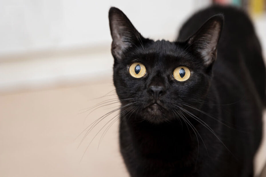 7 Spiritual Meanings of a Cat Staring at You Was It Black?