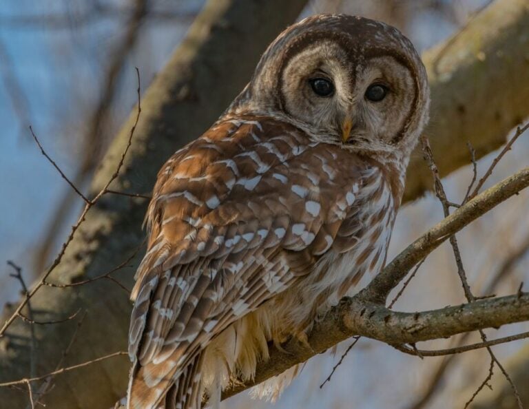 Barred Owl Spiritual Meaning and Symbolism: 7 Signs