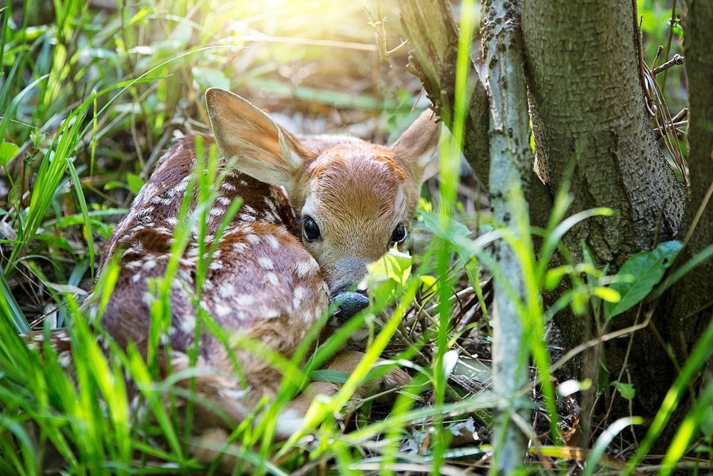 Baby Deer Spiritual Meaning: Is Seeing One Good Luck?