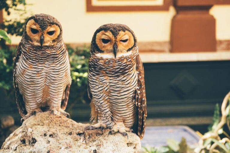 Seeing 2, 3, 4, 5,6 and 7 Owls Spiritual Meaning Day & Night
