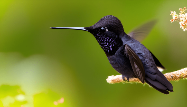 8 Hummingbird Colors Spiritual Meaning: Red, Black, White, Blue