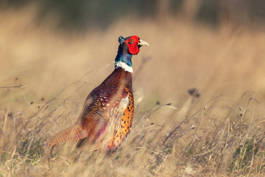 Pheasant Spiritual Meaning: Symbolism and 7 Signs