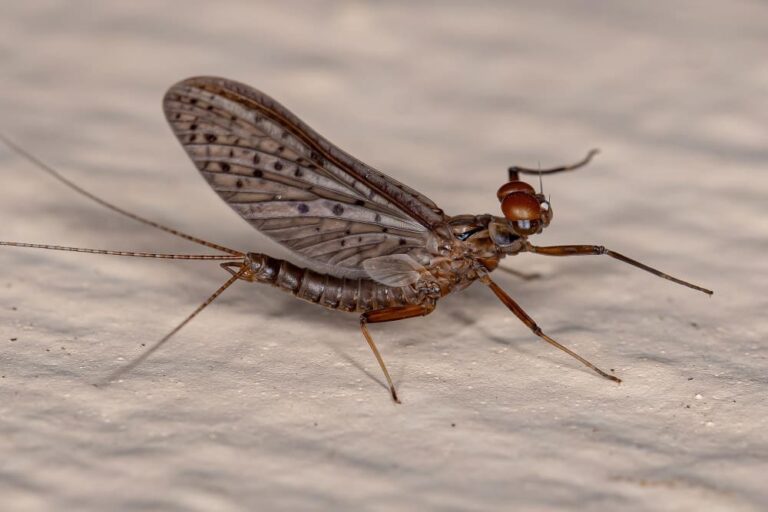Mayfly Spiritual Meaning: Is It Good Luck?