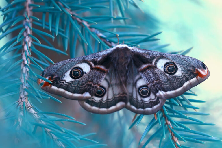 Spiritual Meaning of Moths in Your House: 5 Signs