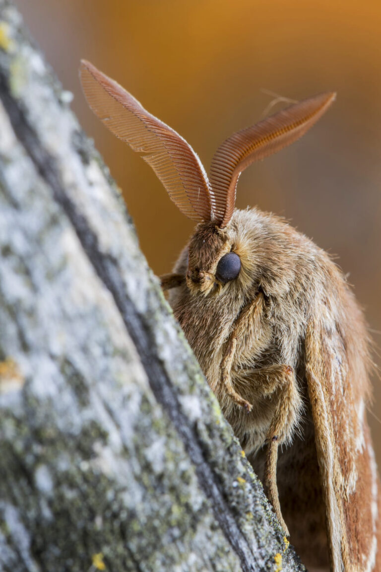 Spiritual Meaning of Moths in Your House 5 Signs