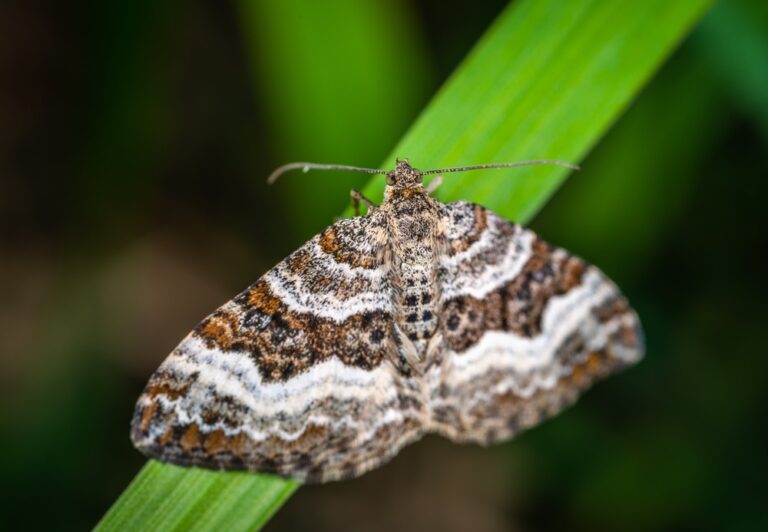 Spiritual Meaning of Moths in Your House 5 Signs